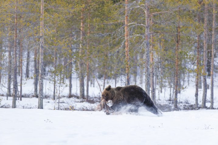 Kaj dela medved pozimi in zakaj teka po snegu? Foto: Profimedia