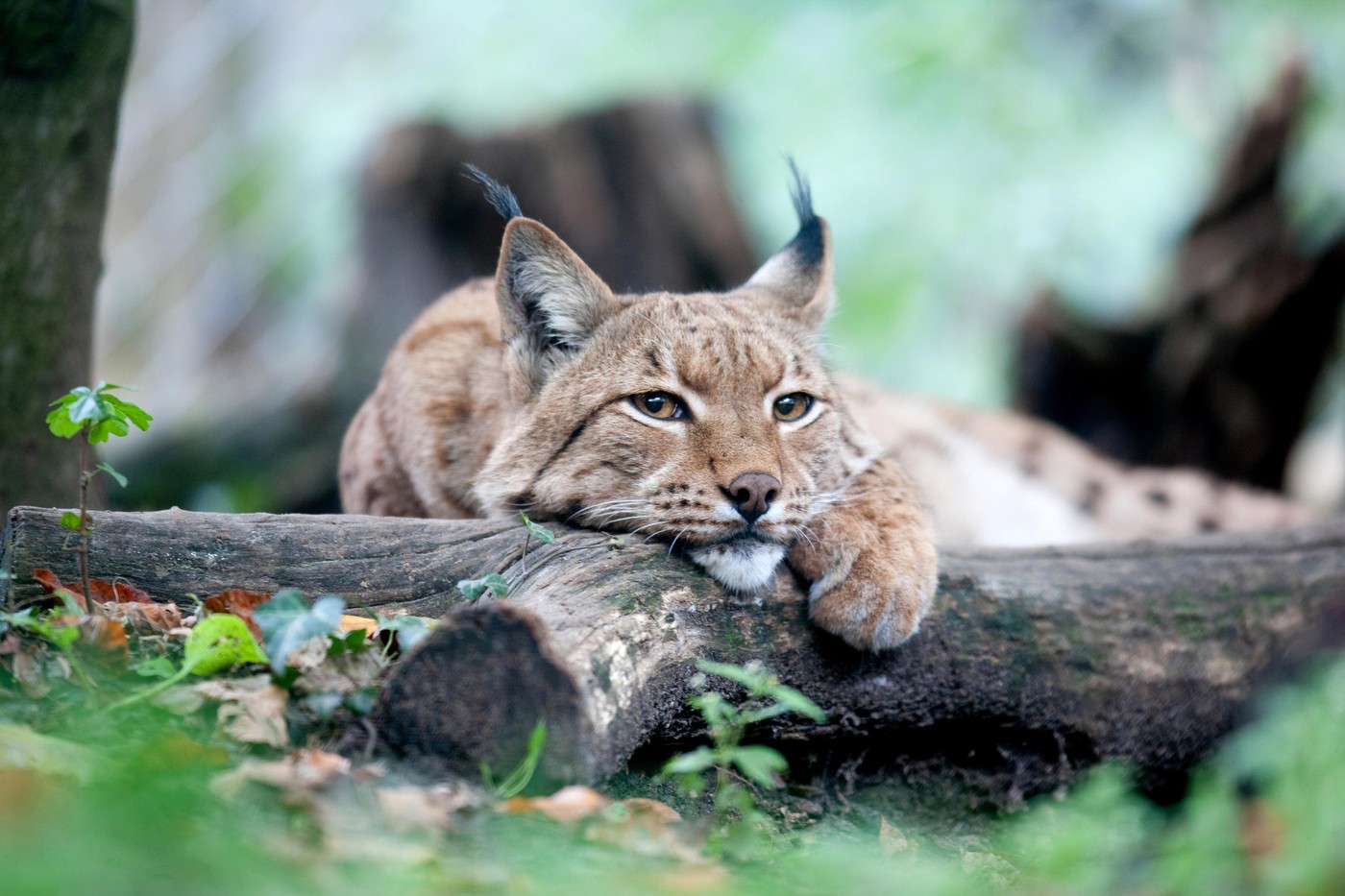 Evrazijski ris (Eurasian Lynx) Foto: Profimedia