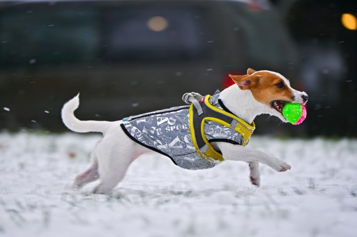 Kakšno ime je pa vam najbolj všeč? Najbrž so Jack Russell terierji pogosto poimenovani kar Jack ... Foto: Profimedia