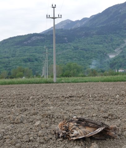 Elektrokucija. Foto: Tomaž Mihelič