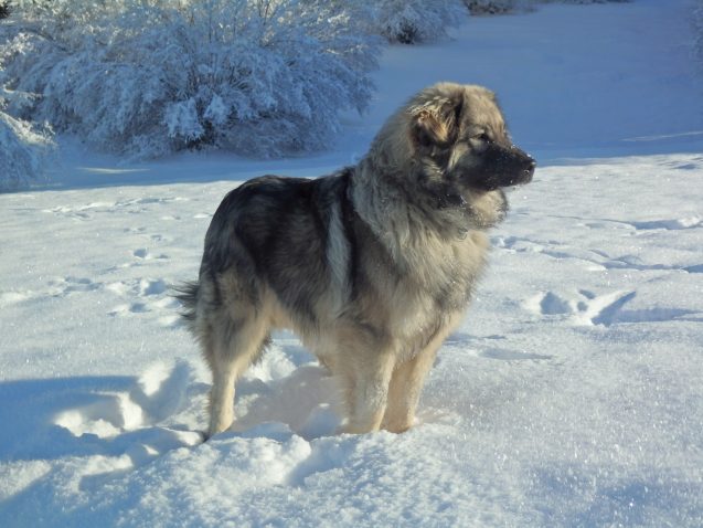 Kraški ovčar.