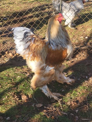 Kokoš