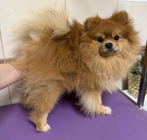 Pomeranec