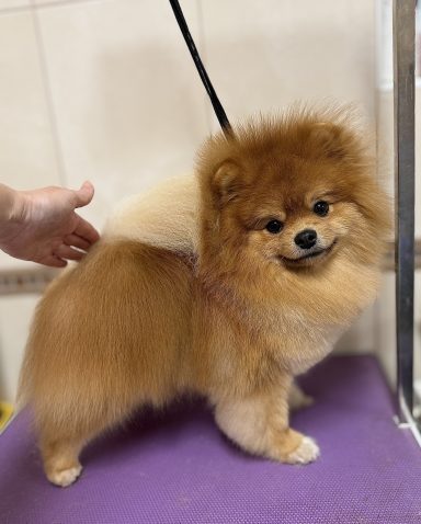 Pomeranec