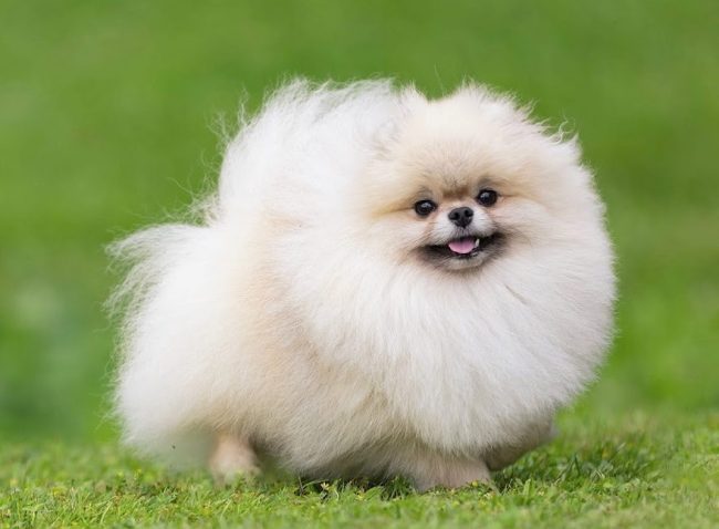 Pomeranec