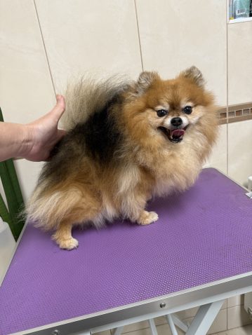 Pomeranec