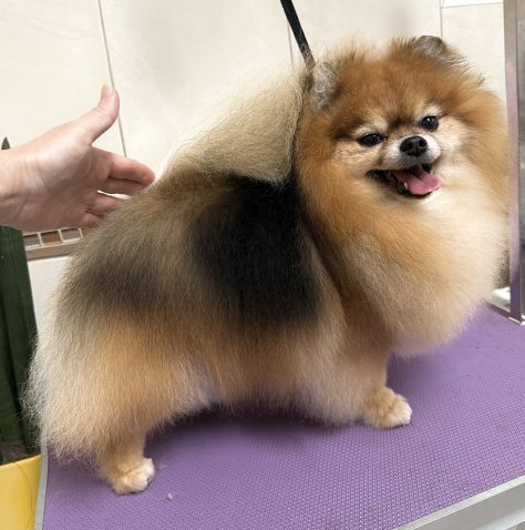 Pomeranec