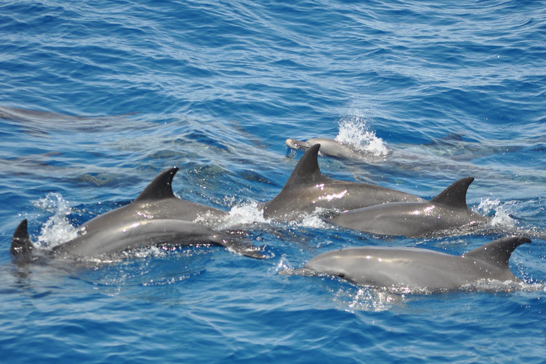 Delfin