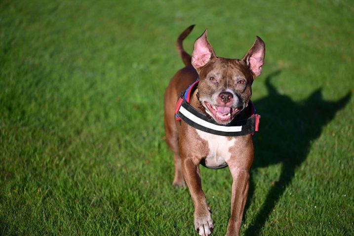 Pitbul