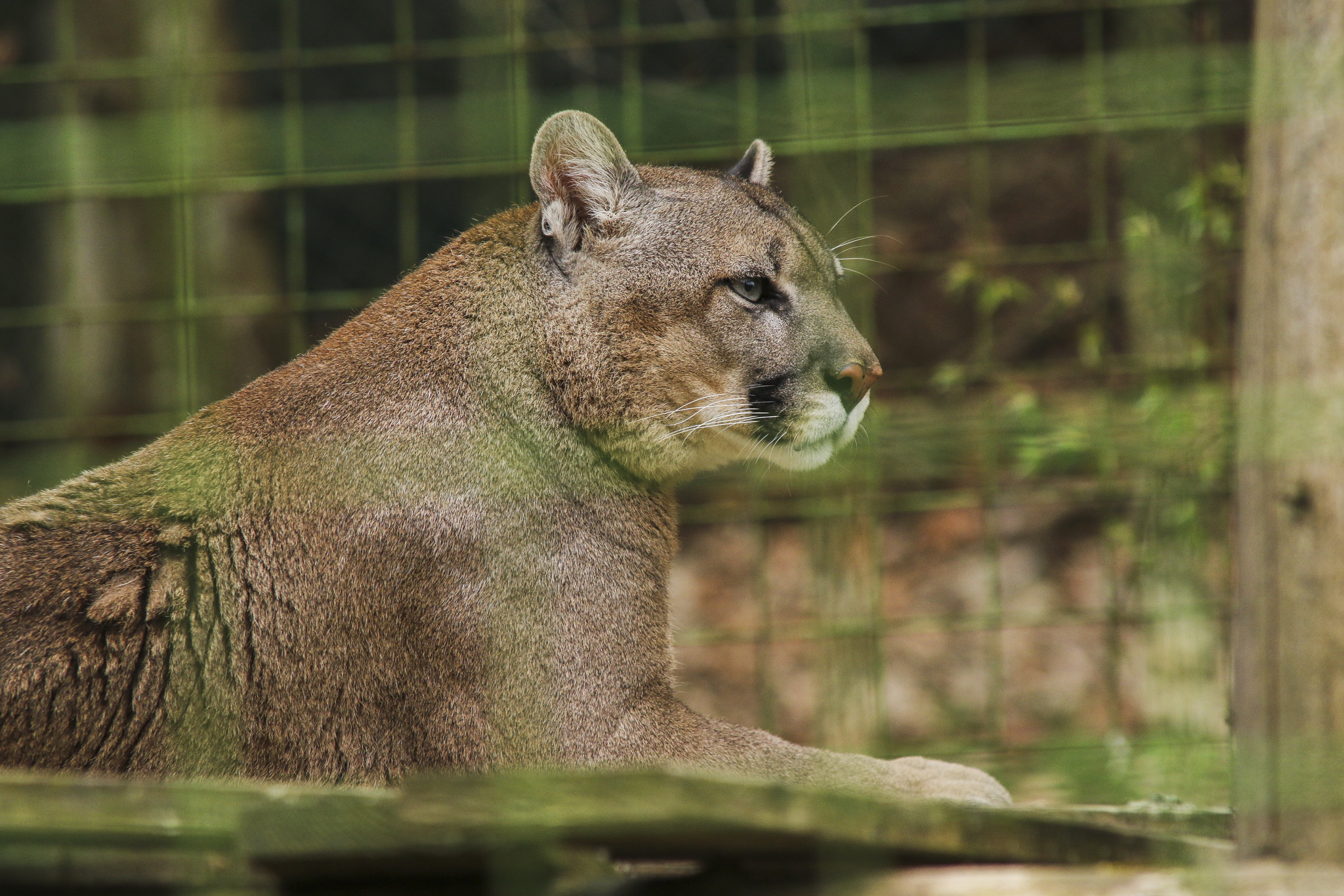 Zoo park Aladin