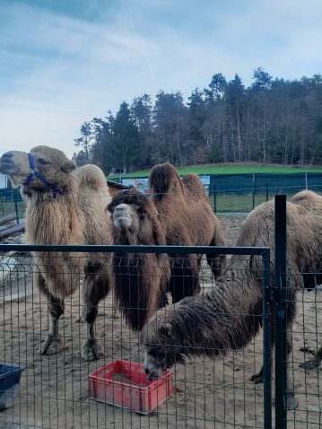 Zoo park Aladin