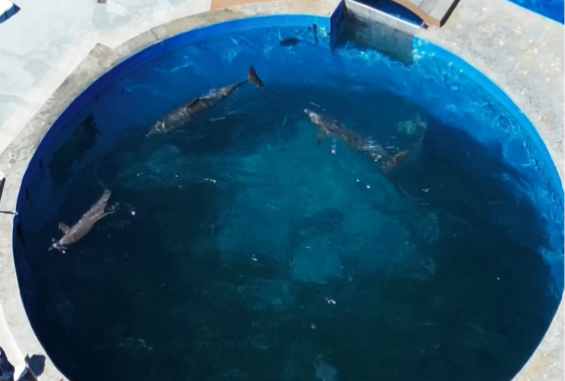 Zapuščeni delfini v vodnem parku na Floridi
