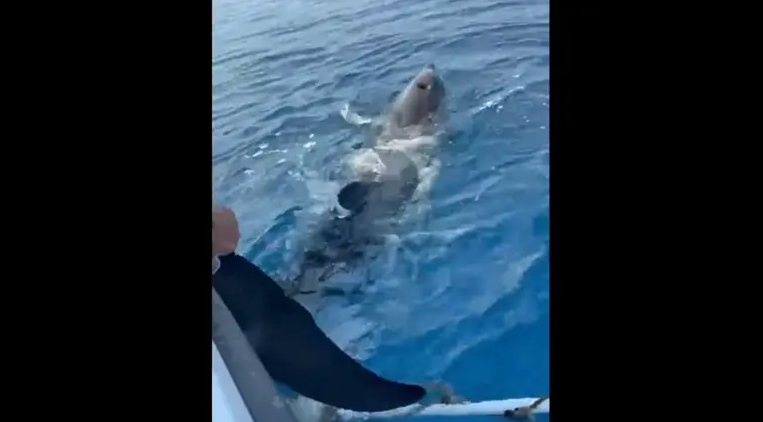 Delfin