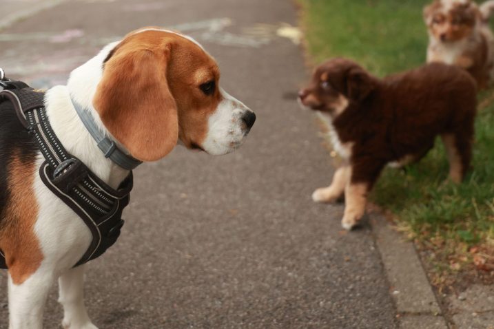 Beagle - simpatična pasma. Foto: Profimedia