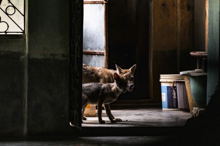 Mama in mladiček. Foto: Profimedia