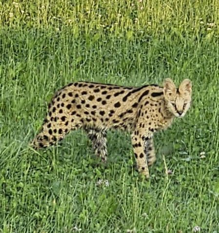 Serval