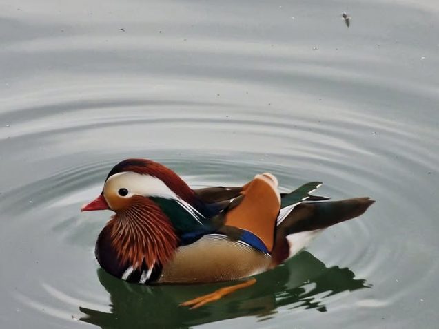 Mandarinka.