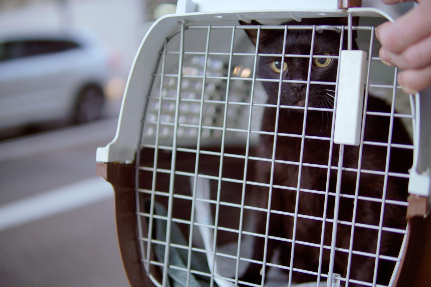 Črna mačka v boksu. Foto: Profimedia