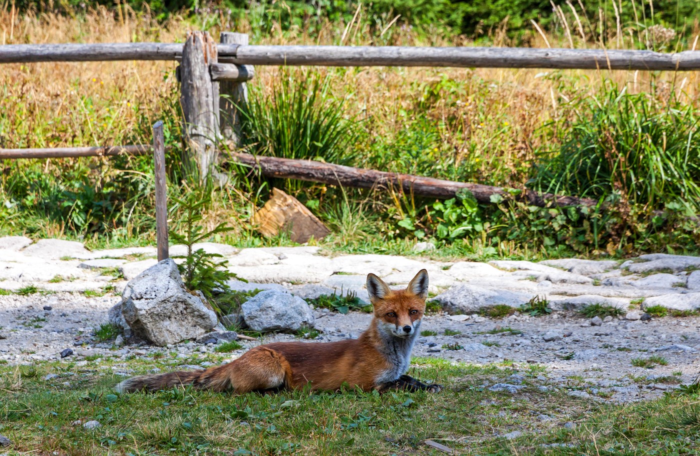 Lisica. Foto: Profimedia