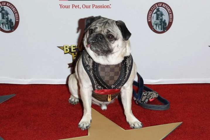 Doug the Pug