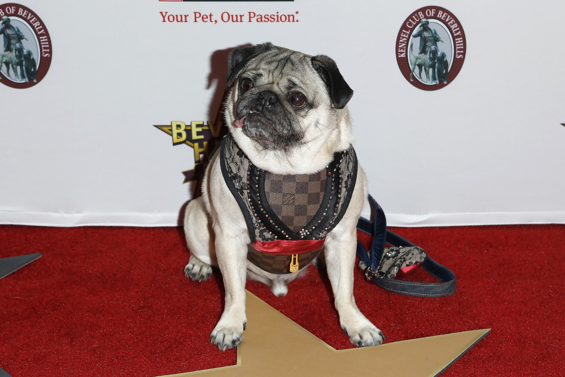 Doug the Pug