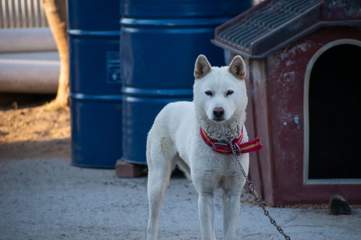 Pasma jindo.