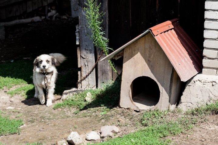 Takšen privez psov je prepovedan. Foto: Profimedia