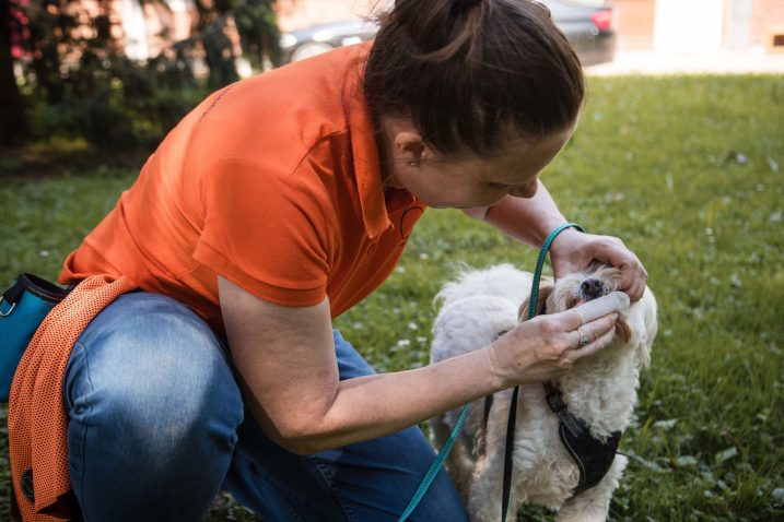 Čiščenje zob psu. Festival za ljubitelje živali