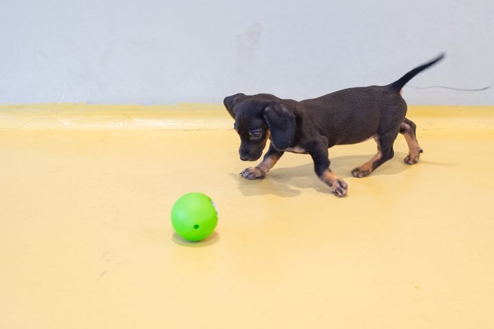 Ena izmed zaseženih jazbečark.