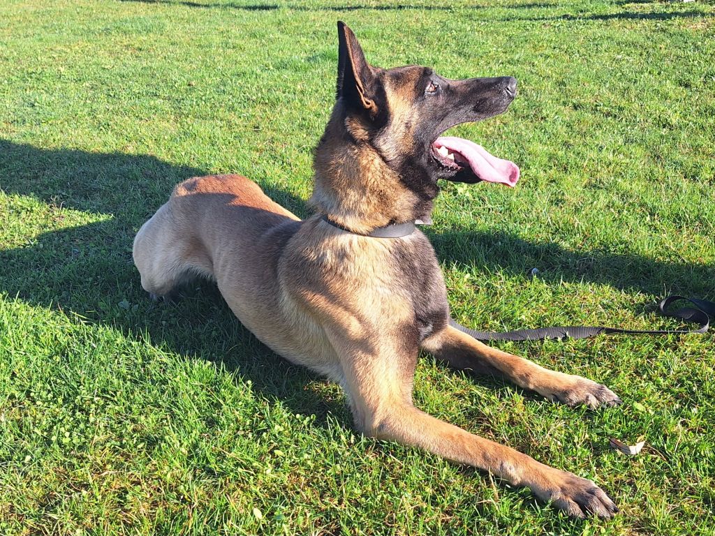 Belgijski in policijski pes Ran. Foto: Policija