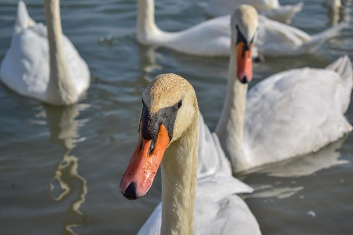 Labodi. Fotografija je simbolična, Profimedia