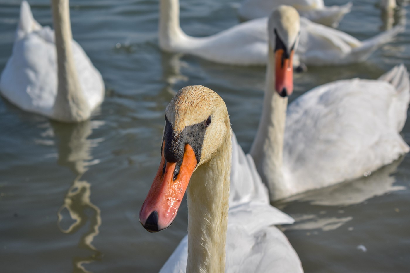 Labodi. Fotografija je simbolična, Profimedia