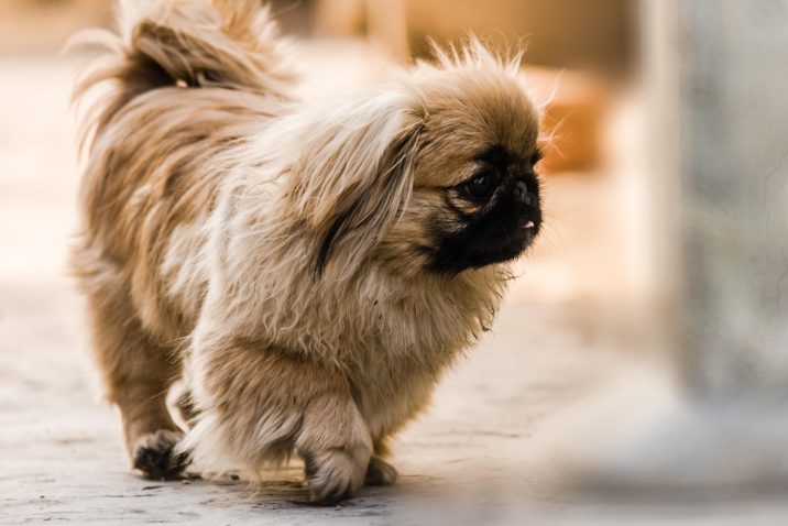 Pekinezer. Foto: Profimedia