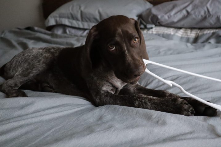 Žvečenje psa. Foto: Profimedia