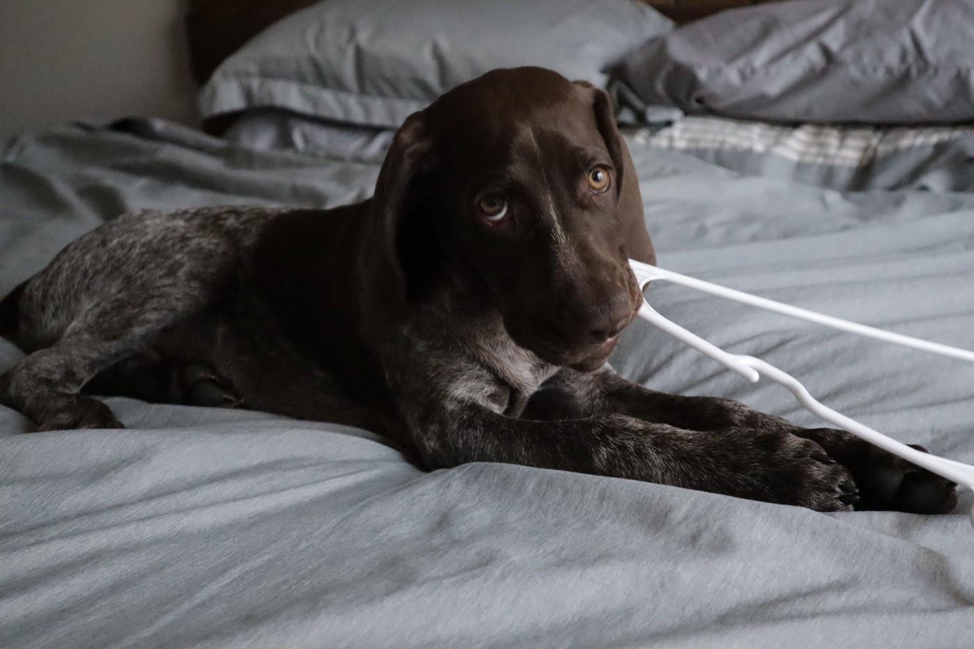 Žvečenje psa. Foto: Profimedia