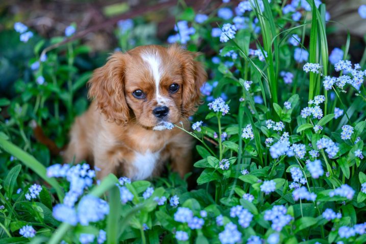 Za starejše so primerne mirnejše in manjše pasme. Foto: Profimedia