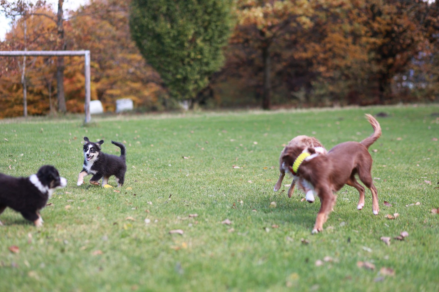 Pse imamo Slovenci radi, doma imamo največ mešankov. Foto: Profimedia