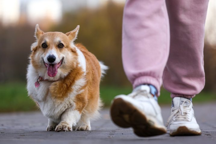 Pembroke Welsh Corgi. Foto: Profimedia