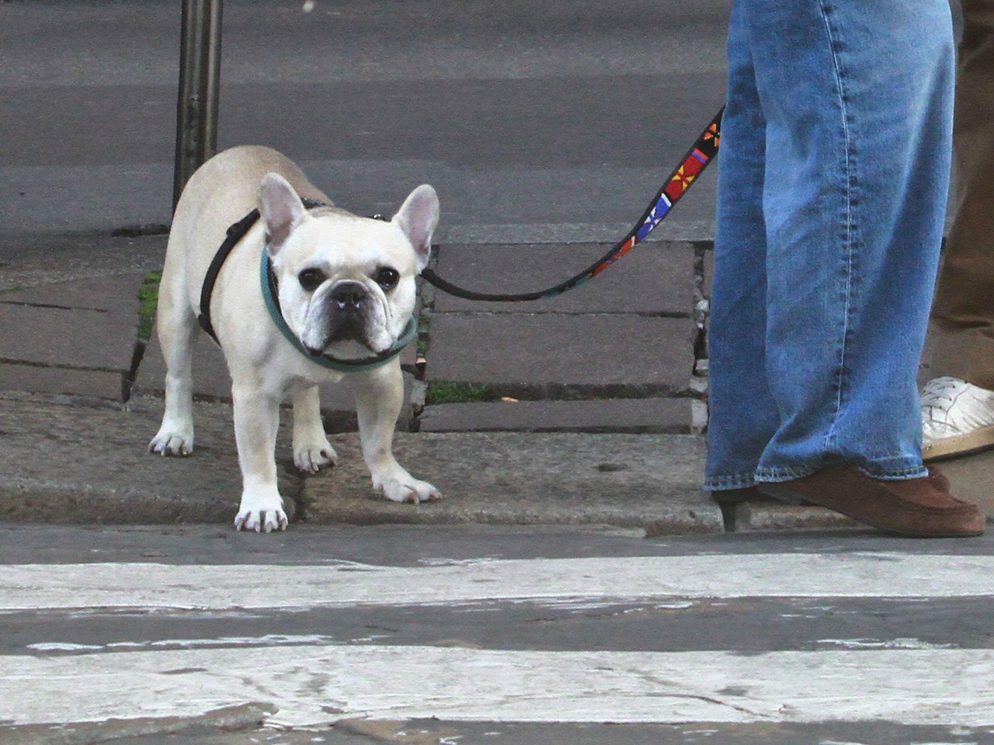 Pes na sprehodu. Foto: Profimedia