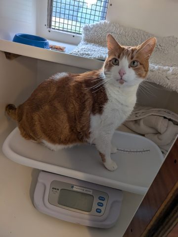 Leo na dieti. Foto: Profimedia