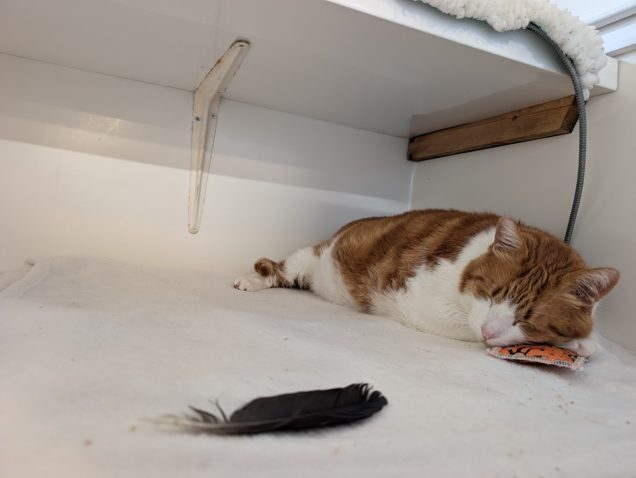 Maček Leo. Foto: Profimedia