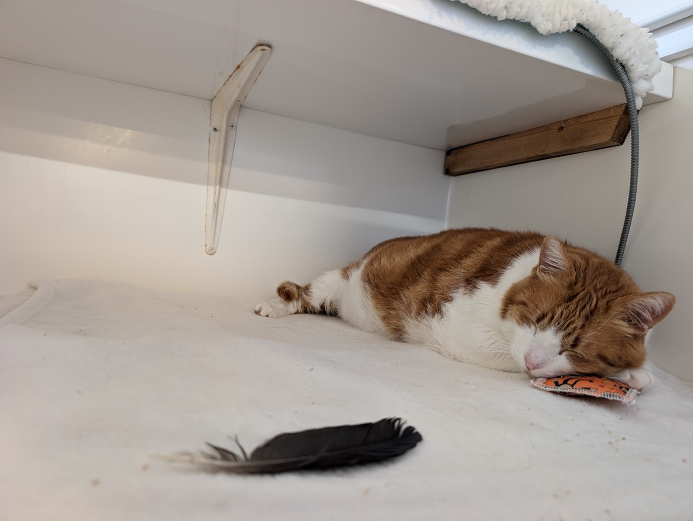 Maček Leo. Foto: Profimedia