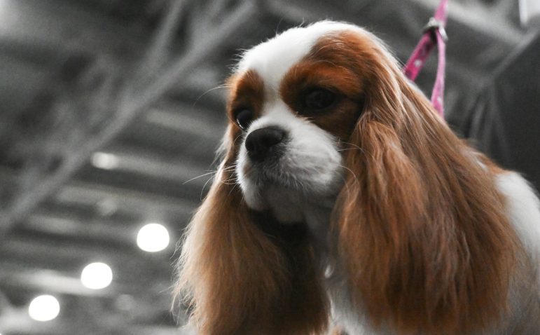 Cavalier King Charles Španjel. Profimedia