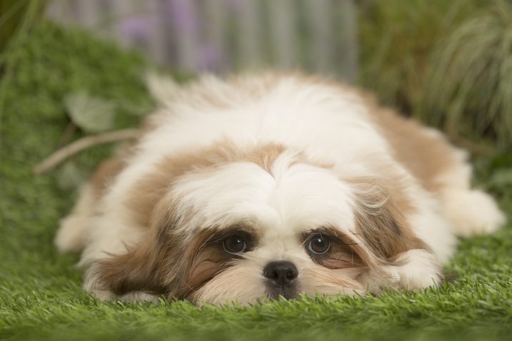 Ši-cu. Foto: Profimedia