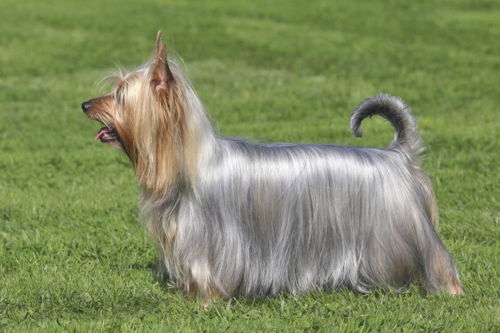 Avstralski svilnati terier. Foto: Profimedia