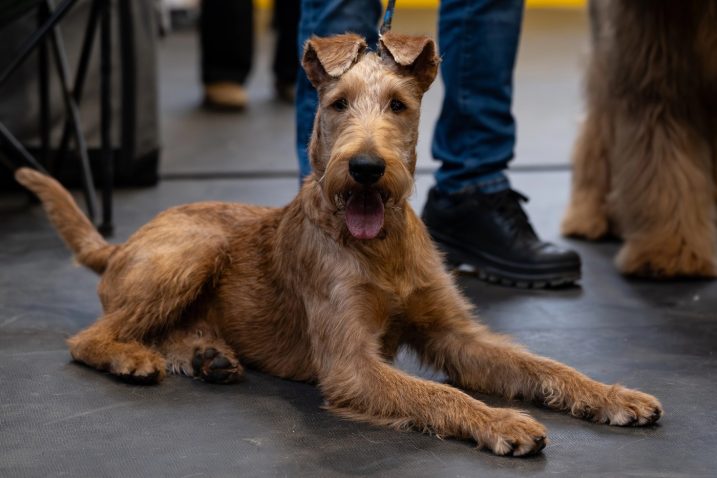 Irski terier. Foto: Profimedia