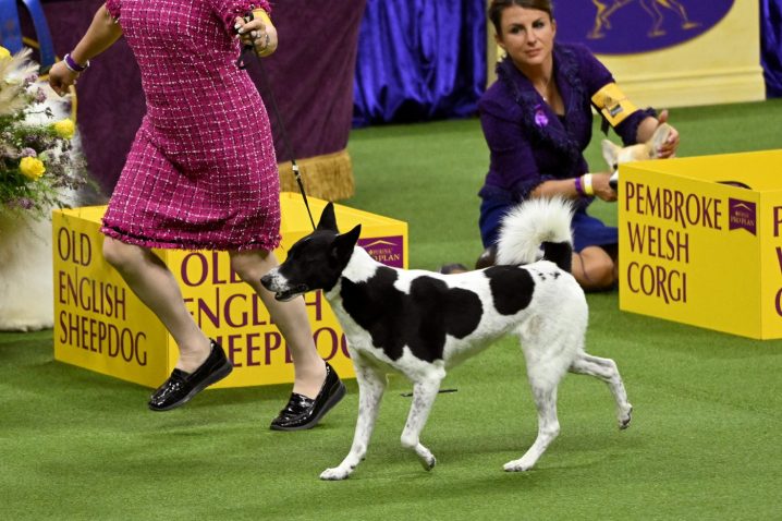 Kanaanski pes. Foto: Profimedia