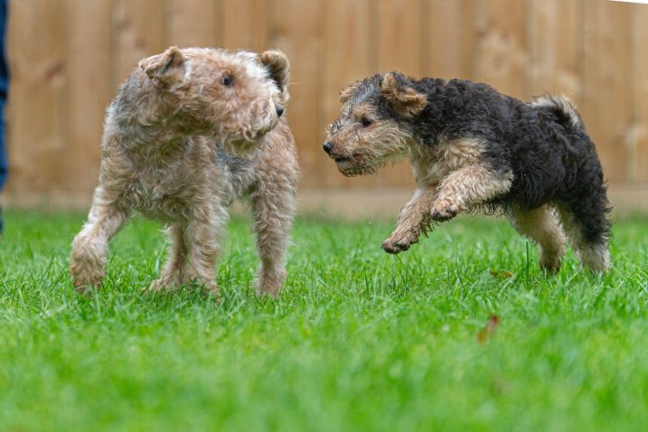 Laklandski terier. Foto: Profimedia
