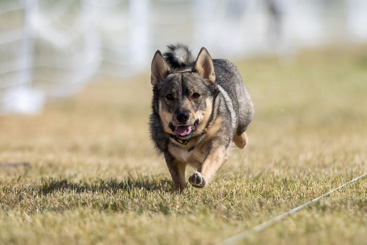 Švedski vallhund. Foto: Profimedia
