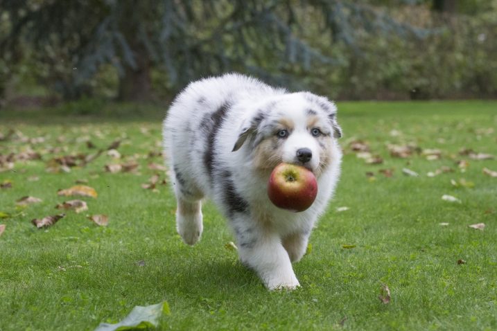 Avstralski ovčar. Foto: Profimedia